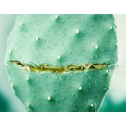 WELEDA Hydraterende Gezichtscreme Cactus & Aloe Vera 30 ml