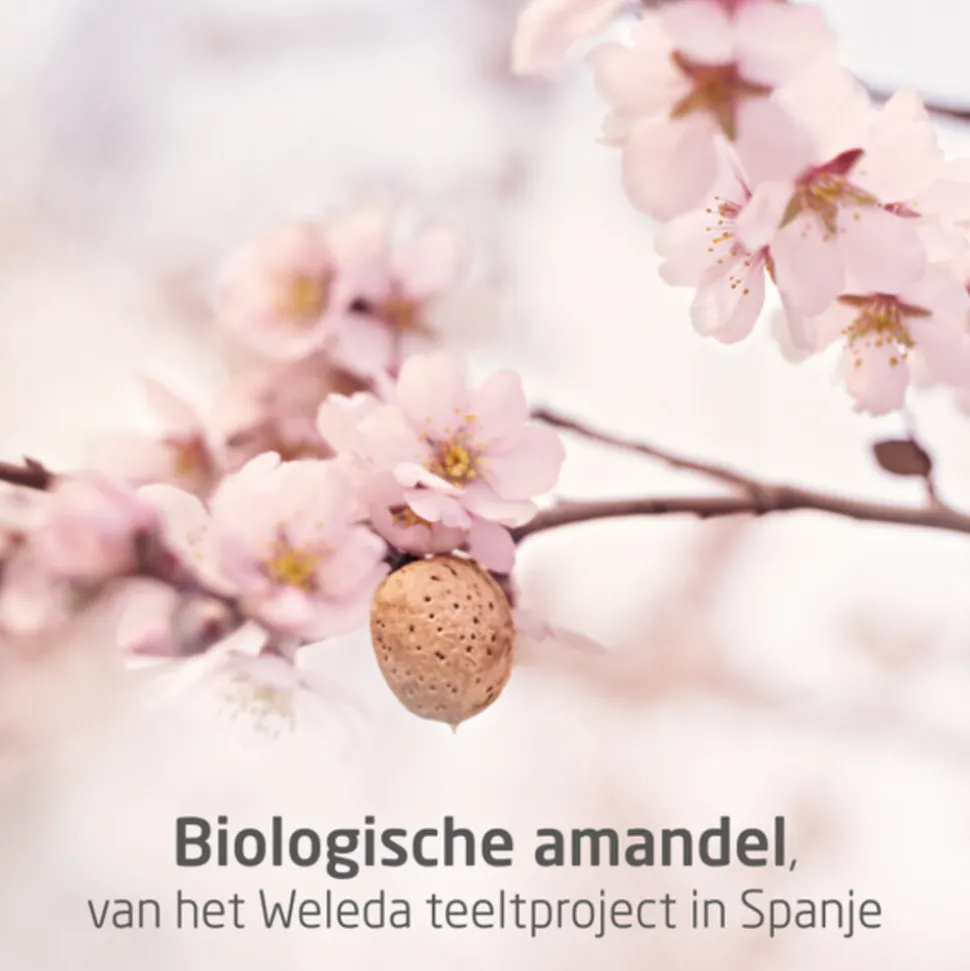 WELEDA Mama Zwangerschapsolie 100 ml