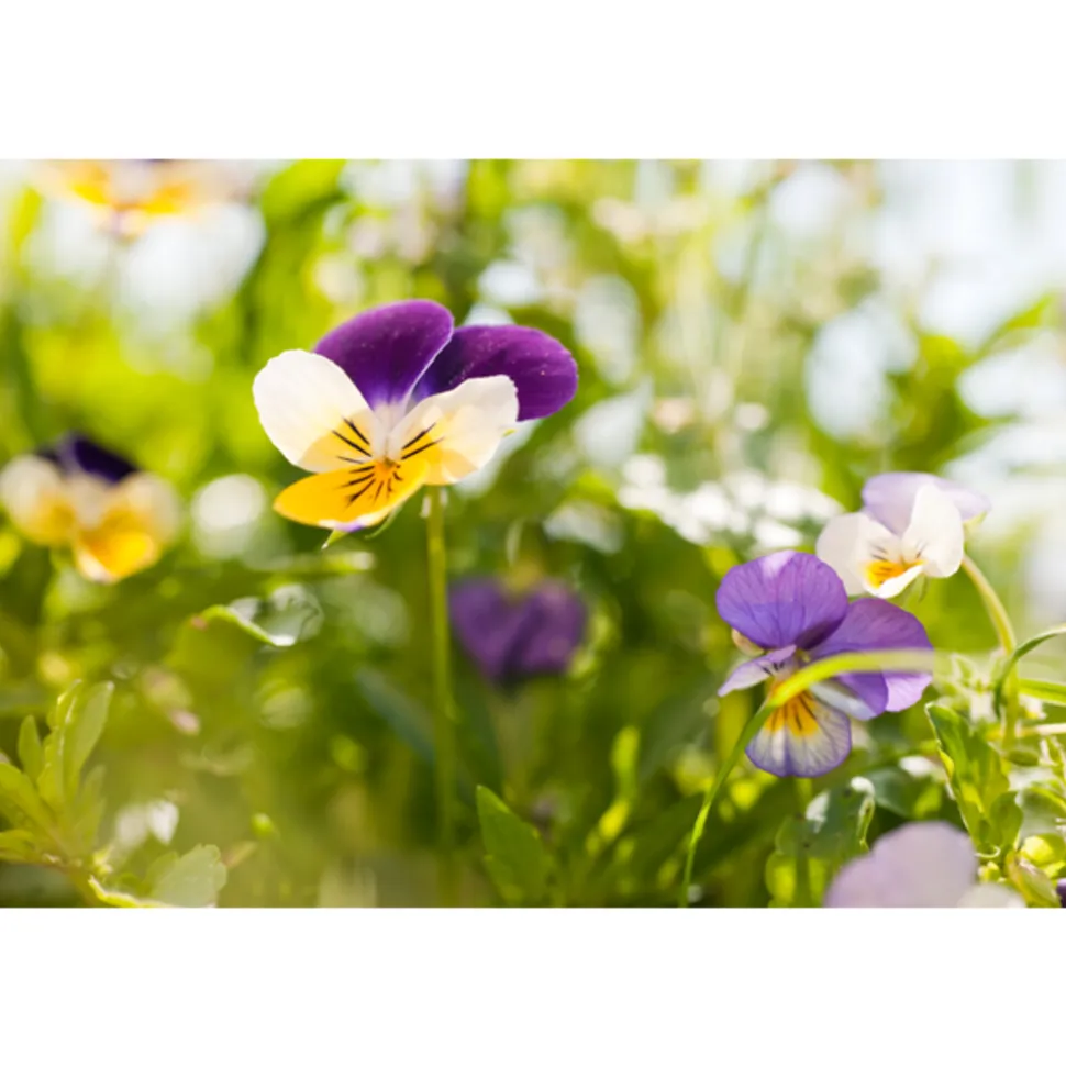 WELEDA Men Scheercrème 75 ml