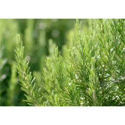 WELEDA Rozemarijn Voedende Haarolie 50 ml