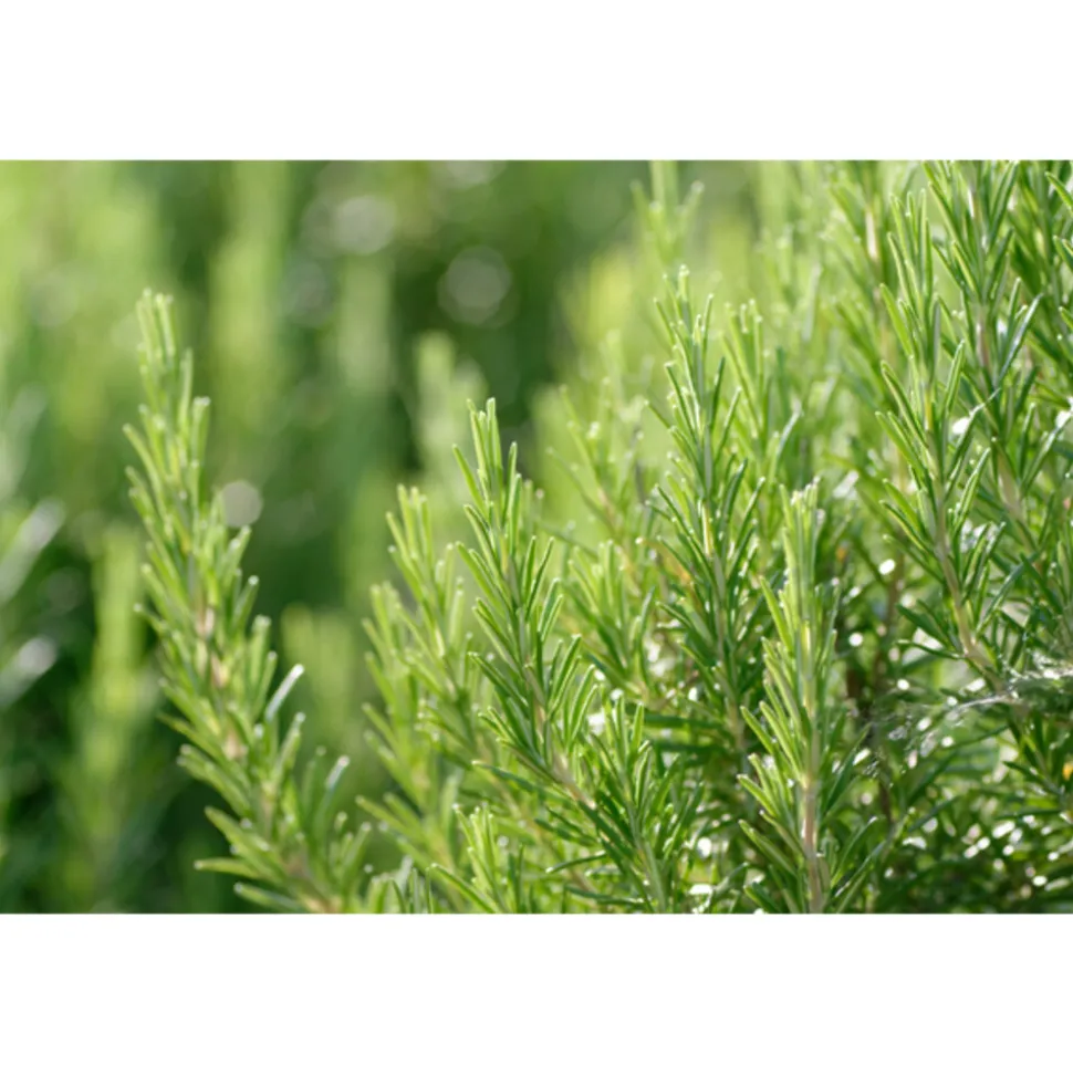 WELEDA Rozemarijn Voedende Haarolie 50 ml