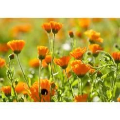 WELEDA Tandpasta Calendula 75 ml