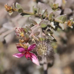 WELEDA Tandvleesbalsem 30 ml