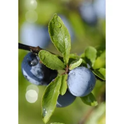 WELEDA Venadoron Vermoeide Benen Gel 200 ml