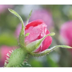 WELEDA Wilde Rozen & Witte Thee Vitaliserende Oogcontourcrème 12 ml