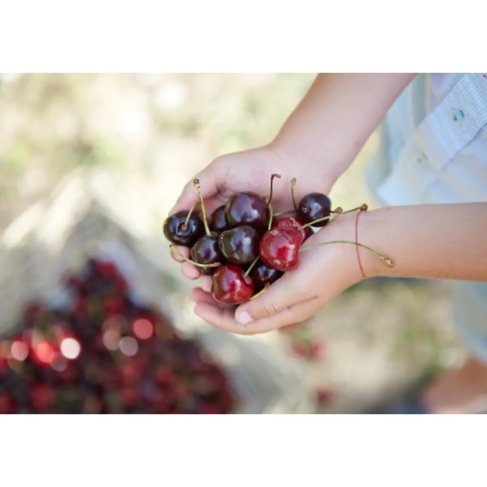 6x Hero Cherry Zero 1,25 liter