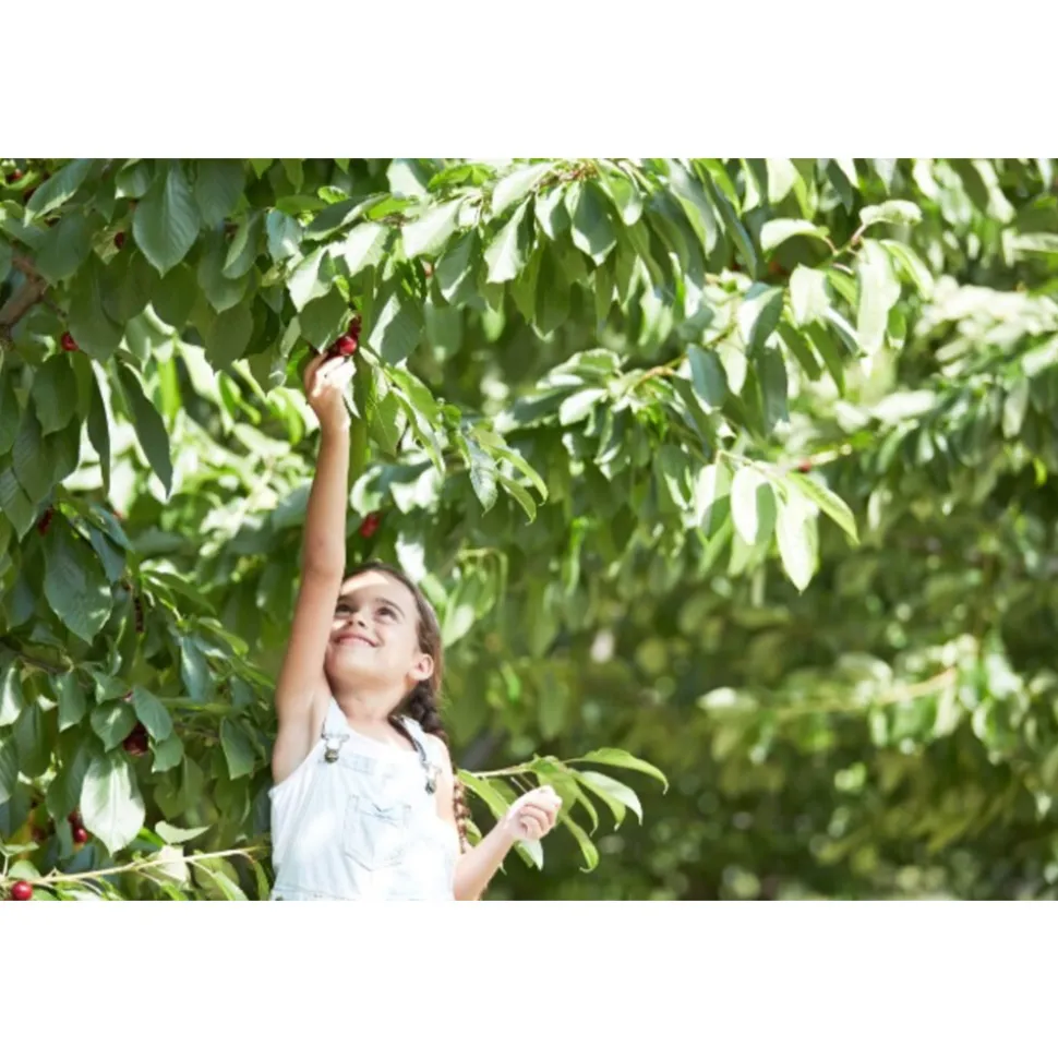 6x Hero Cherry Zero 1,25 liter