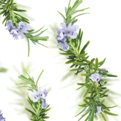 6x Kneipp Badolie New Energy Rozemarijn 100 ml