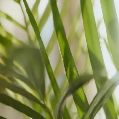 6x Sence Of Wellness Energise Handzeep Feel The Happiness 300 ml