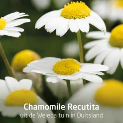 4x WELEDA Tandpasta Planten 75 ml