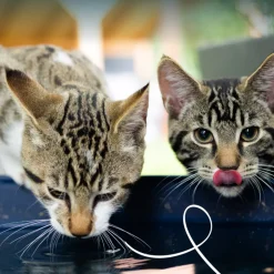 14x Yarrah Bio Kattenvoer Kalkoen 85 gr