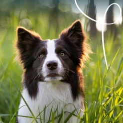 Yarrah Bio Hondenvoer Paté Rund & Kip 150 gr