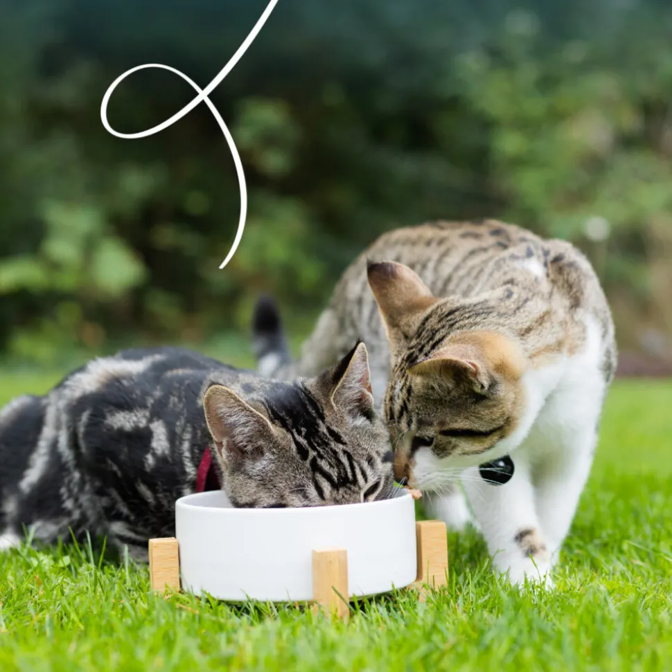 Yarrah Bio Kattenvoer Multipack Paté Graanvrij Kip & Kalkoen 8 x 100 gr